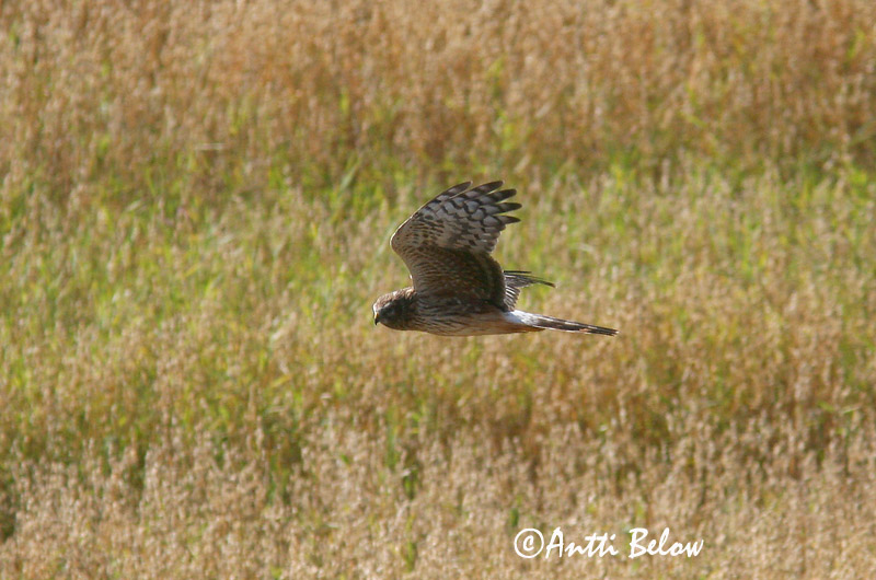 Avainsanat: Arpella pàllida Blå kærhøg Blauwe kiekendief Hen Harrier Välja-loorkull Sinisuohaukka Busard Saint-Martin Kornweihe Kékes rétihéja Bláheiðir Myrhauk Tartaranhão-azulado Circus cyaneus Aguilucho Pálido Blå kärrhök