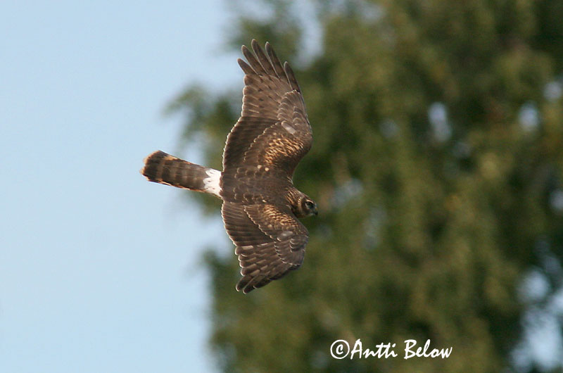 Avainsanat: Arpella pàllida Blå kærhøg Blauwe kiekendief Hen Harrier Välja-loorkull Sinisuohaukka Busard Saint-Martin Kornweihe Kékes rétihéja Bláheiðir Myrhauk Tartaranhão-azulado Circus cyaneus Aguilucho Pálido Blå kärrhök