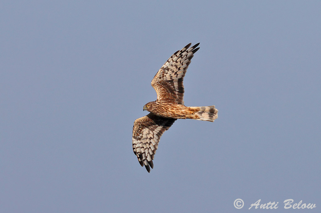 Signilskär 9/2024
Avainsanat: Arpella pàllida Blå kærhøg Blauwe kiekendief Hen Harrier Välja-loorkull Sinisuohaukka Busard Saint-Martin Kornweihe Kékes rétihéja Bláheiðir Myrhauk Tartaranhão-azulado Circus cyaneus Aguilucho Pálido Blå kärrhök