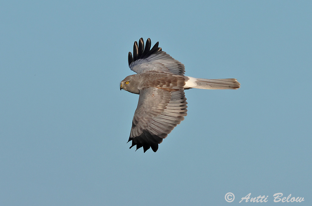 Signilskär 9/2024
Avainsanat: Arpella pàllida Blå kærhøg Blauwe kiekendief Hen Harrier Välja-loorkull Sinisuohaukka Busard Saint-Martin Kornweihe Kékes rétihéja Bláheiðir Myrhauk Tartaranhão-azulado Circus cyaneus Aguilucho Pálido Blå kärrhök