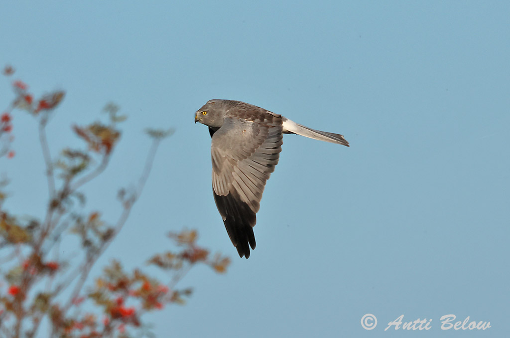 Signilskär 9/2024
Avainsanat: Arpella pàllida Blå kærhøg Blauwe kiekendief Hen Harrier Välja-loorkull Sinisuohaukka Busard Saint-Martin Kornweihe Kékes rétihéja Bláheiðir Myrhauk Tartaranhão-azulado Circus cyaneus Aguilucho Pálido Blå kärrhök
