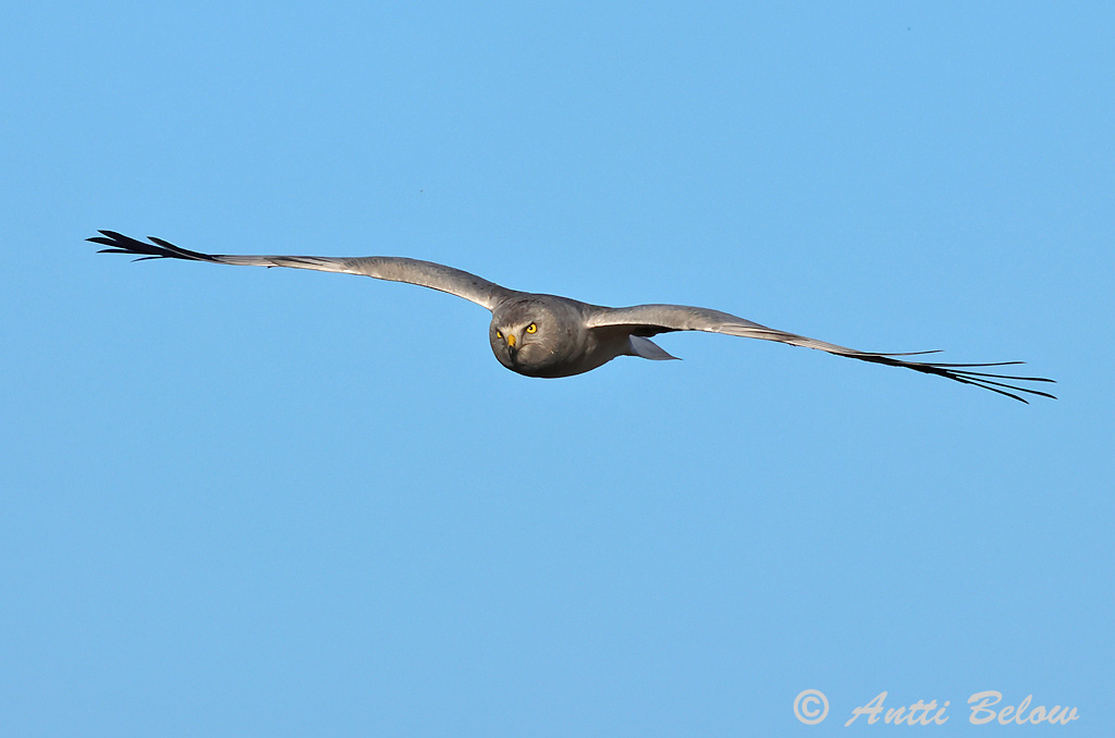 Signilskär 9/2024
Avainsanat: Arpella pàllida Blå kærhøg Blauwe kiekendief Hen Harrier Välja-loorkull Sinisuohaukka Busard Saint-Martin Kornweihe Kékes rétihéja Bláheiðir Myrhauk Tartaranhão-azulado Circus cyaneus Aguilucho Pálido Blå kärrhök