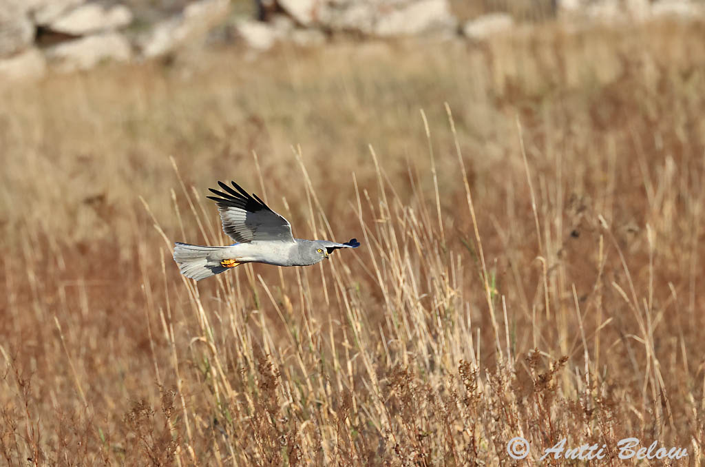 Signilskär 9/2024
Avainsanat: Arpella pàllida Blå kærhøg Blauwe kiekendief Hen Harrier Välja-loorkull Sinisuohaukka Busard Saint-Martin Kornweihe Kékes rétihéja Bláheiðir Myrhauk Tartaranhão-azulado Circus cyaneus Aguilucho Pálido Blå kärrhök
