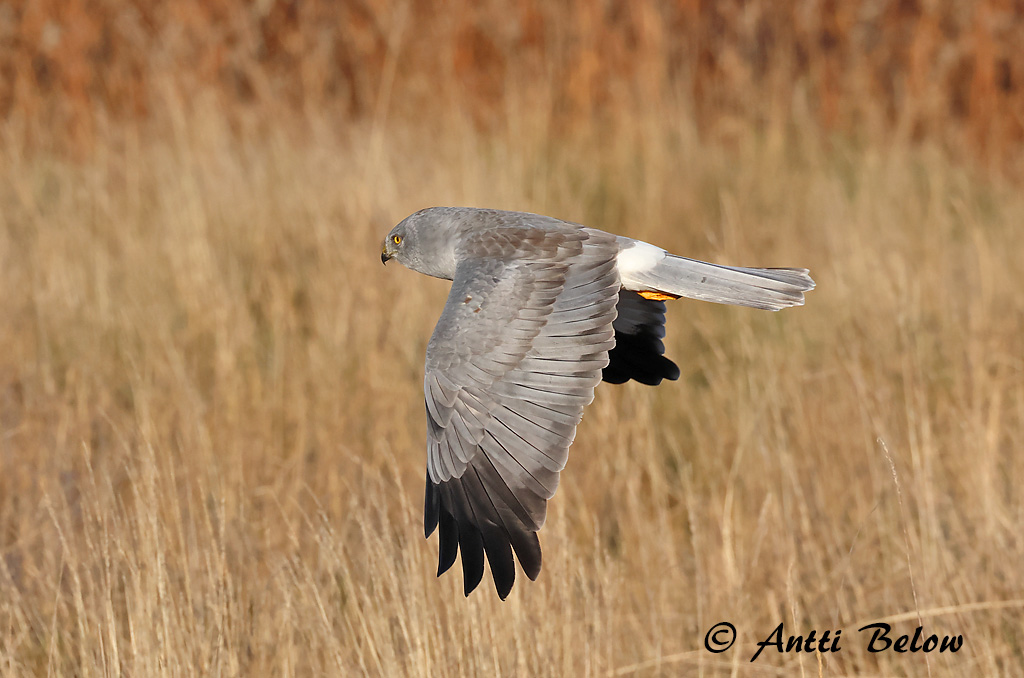 Signilskär
9/2024
Avainsanat: Arpella pàllida Blå kærhøg Blauwe kiekendief Hen Harrier Välja-loorkull Sinisuohaukka Busard Saint-Martin Kornweihe Kékes rétihéja Bláheiðir Myrhauk Tartaranhão-azulado Circus cyaneus Aguilucho Pálido Blå kärrhök