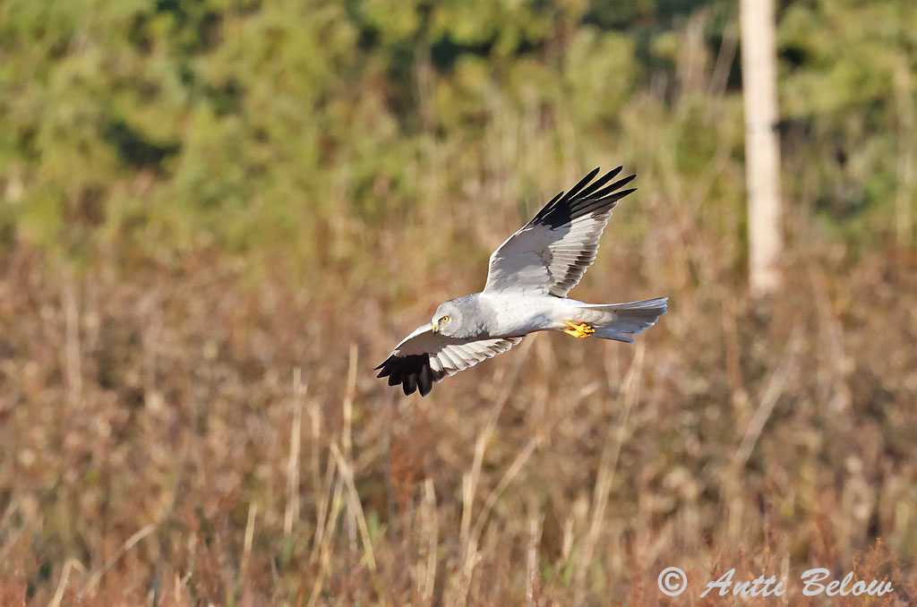 Signilskär 9/2024
Avainsanat: Arpella pàllida Blå kærhøg Blauwe kiekendief Hen Harrier Välja-loorkull Sinisuohaukka Busard Saint-Martin Kornweihe Kékes rétihéja Bláheiðir Myrhauk Tartaranhão-azulado Circus cyaneus Aguilucho Pálido Blå kärrhök