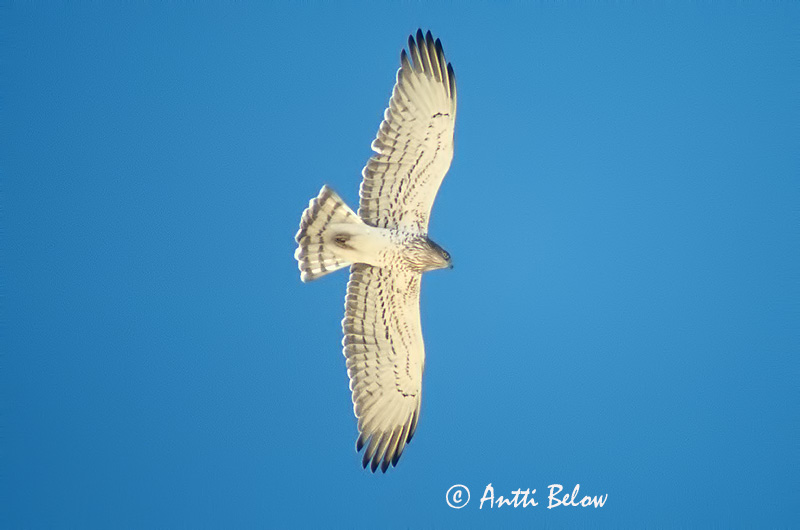 Avainsanat: Àguila marcenca Slangeørn Slangenarend Short-toed Eagle Madukotkas Käärmekotka Circaète Jean-le-Blanc Schlangenadler Kígyászölyv Snákerna Slangeørn Águia-cobreira Circaetus gallicus Culebrera Europea Ormörn