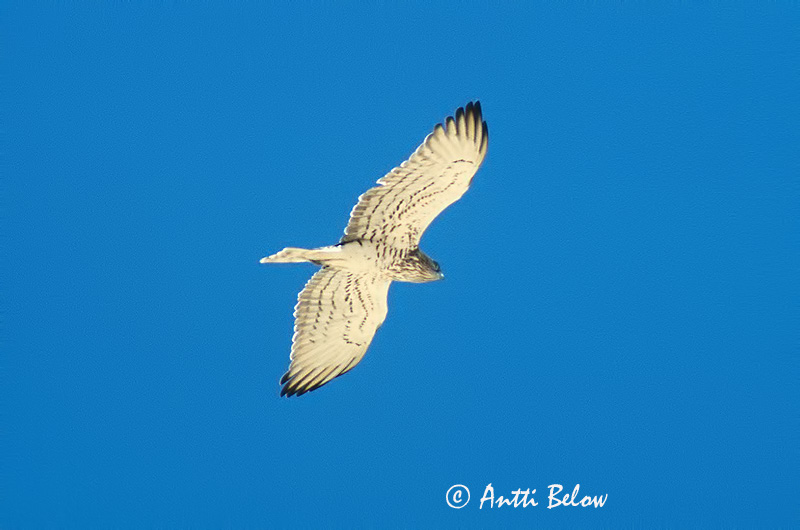 Avainsanat: Àguila marcenca Slangeørn Slangenarend Short-toed Eagle Madukotkas Käärmekotka Circaète Jean-le-Blanc Schlangenadler Kígyászölyv Snákerna Slangeørn Águia-cobreira Circaetus gallicus Culebrera Europea Ormörn