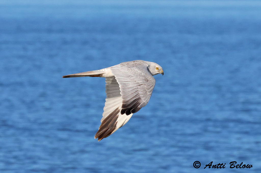 Porvoo avomeri
Avainsanat: Steppehøg Steppekiekendief Pallid Harrier Stepi-loorkull Arosuohaukka Busard pâle Steppenweihe Fakó rétihéja Fölheiðir Steppehauk Tartaranhão-de-peito-branco Circus macrourus Aguilucho Papialbo Stäpphök