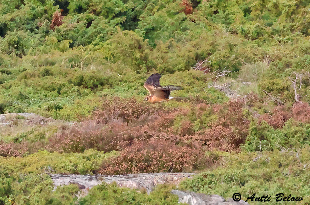 Signilskär
9/2023
Avainsanat: Steppehøg Steppekiekendief Pallid Harrier Stepi-loorkull Arosuohaukka Busard pâle Steppenweihe Fakó rétihéja Fölheiðir Steppehauk Tartaranhão-de-peito-branco Circus macrourus Aguilucho Papialbo Stäpphök