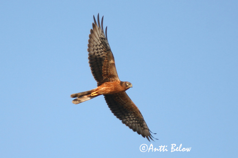 Avainsanat: Esparver cendrós Hedehøg Grauwe kiekendief Montagu's Harrier Soo-loorkull Niittysuohaukka Busard cendré Wiesenweihe Hamvas rétihéja Gráheiðir Enghauk Tartaranhão-caçador Circus pygargus Aguilucho Cenizo Ängshök