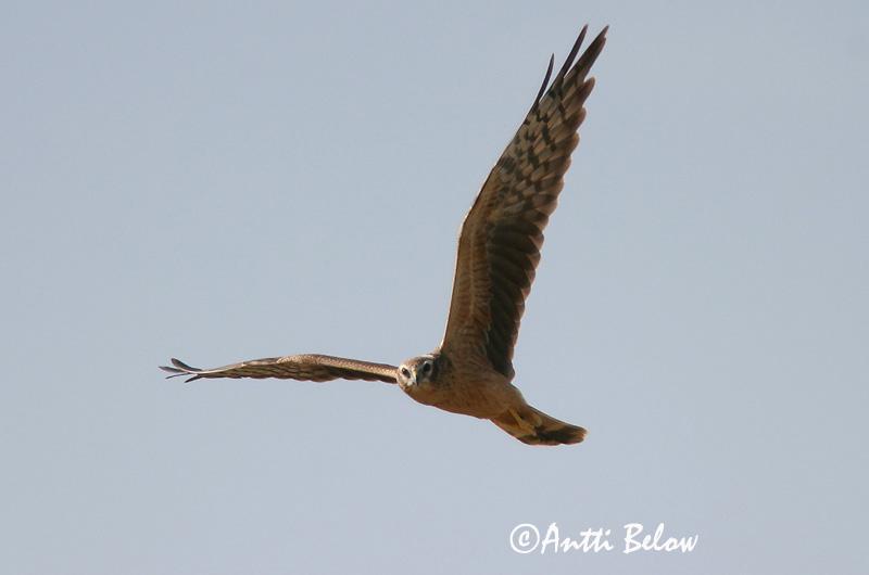 Avainsanat: Esparver cendrós Hedehøg Grauwe kiekendief Montagu's Harrier Soo-loorkull Niittysuohaukka Busard cendré Wiesenweihe Hamvas rétihéja Gráheiðir Enghauk Tartaranhão-caçador Circus pygargus Aguilucho Cenizo Ängshök