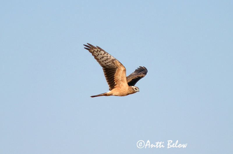 Avainsanat: Esparver cendrós Hedehøg Grauwe kiekendief Montagu's Harrier Soo-loorkull Niittysuohaukka Busard cendré Wiesenweihe Hamvas rétihéja Gráheiðir Enghauk Tartaranhão-caçador Circus pygargus Aguilucho Cenizo Ängshök