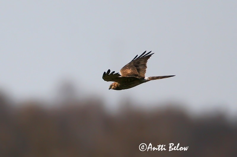 Avainsanat: Esparver cendrós Hedehøg Grauwe kiekendief Montagu's Harrier Soo-loorkull Niittysuohaukka Busard cendré Wiesenweihe Hamvas rétihéja Gráheiðir Enghauk Tartaranhão-caçador Circus pygargus Aguilucho Cenizo Ängshök