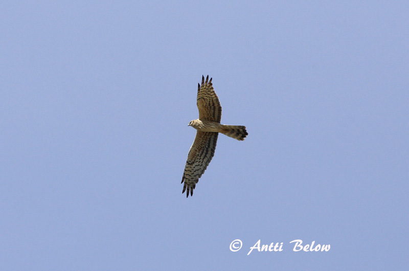 Avainsanat: Esparver cendrós Hedehøg Grauwe kiekendief Montagu's Harrier Soo-loorkull Niittysuohaukka Busard cendré Wiesenweihe Hamvas rétihéja Gráheiðir Enghauk Tartaranhão-caçador Circus pygargus Aguilucho Cenizo Ängshök
