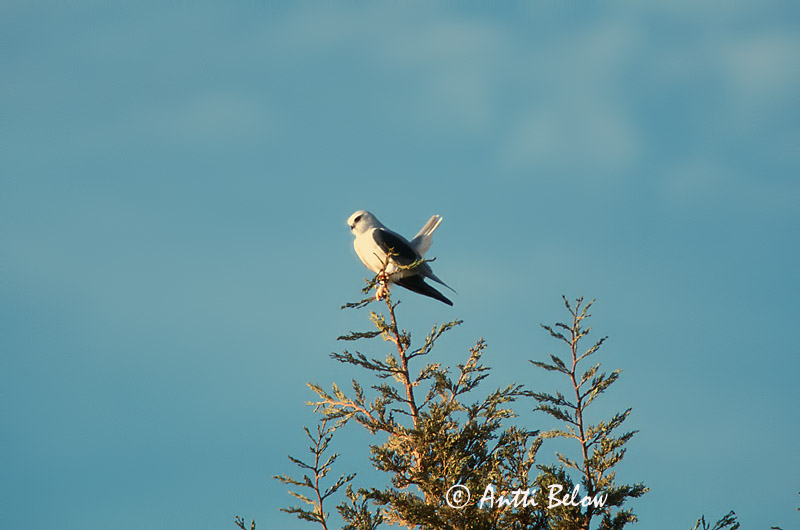 Avainsanat: Esparver d'espatlles negres Grijze wouw Black-winged Kite Liitohaukka Elanion blanc Gleitaar Nibbio bianco Svartvingeglente Elanus caeruleus Elanio Común Svartvingad glada