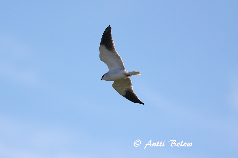 Avainsanat: Esparver d'espatlles negres Grijze wouw Black-winged Kite Liitohaukka Elanion blanc Gleitaar Nibbio bianco Svartvingeglente Elanus caeruleus Elanio Común Svartvingad glada