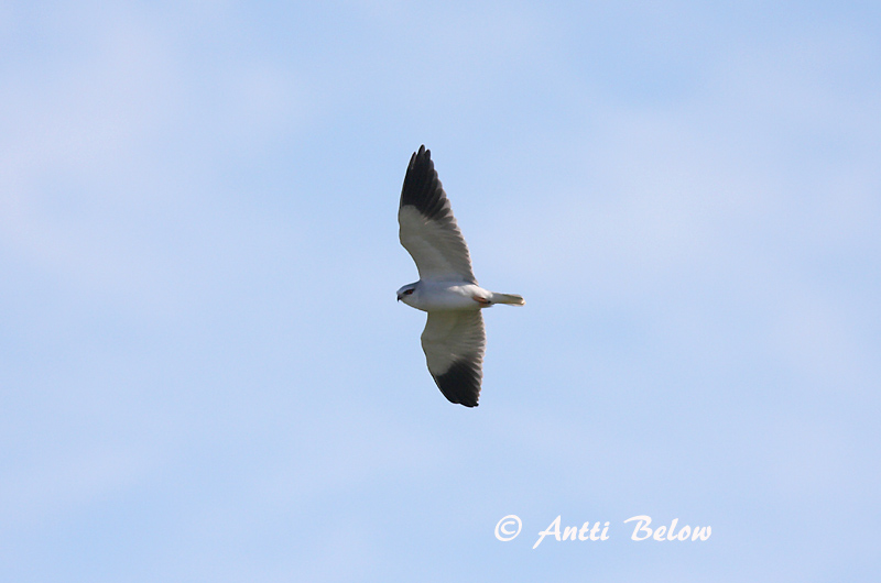 Avainsanat: Esparver d'espatlles negres Grijze wouw Black-winged Kite Liitohaukka Elanion blanc Gleitaar Nibbio bianco Svartvingeglente Elanus caeruleus Elanio Común Svartvingad glada
