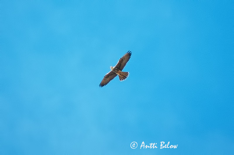 Avainsanat: Falcó llaner Lannerfalk Lannervalk Lanner Keltapäähaukka Falcon Faucon lanier Lannerfalke Feldegg-sólyom Slagfálki Lanario Slagfalk Borni Alfaneque Falco biarmicus Halcón Borní Slagfalk