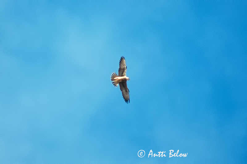Avainsanat: Falcó llaner Lannerfalk Lannervalk Lanner Keltapäähaukka Falcon Faucon lanier Lannerfalke Feldegg-sólyom Slagfálki Lanario Slagfalk Borni Alfaneque Falco biarmicus Halcón Borní Slagfalk