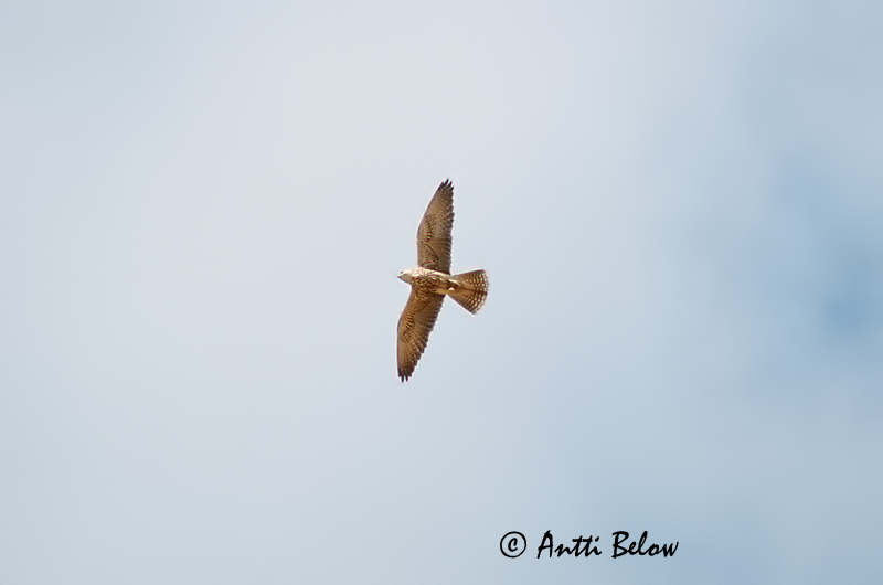 Avainsanat: Slagfalk Sakervalk Saker Falcon Aavikkohaukka Faucon sacre Würgfalke Kerecsensólyom Vargfálki Sacro Tartarfalk Falcão-sacre Falco cherrug Halcón Sacre Tatarfalk