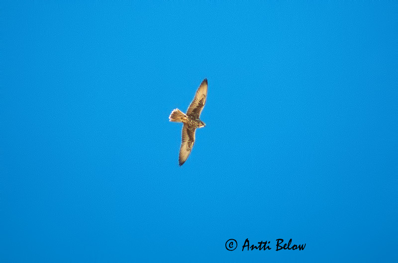 Avainsanat: Slagfalk Sakervalk Saker Falcon Aavikkohaukka Faucon sacre Würgfalke Kerecsensólyom Vargfálki Sacro Tartarfalk Falcão-sacre Falco cherrug Halcón Sacre Tatarfalk