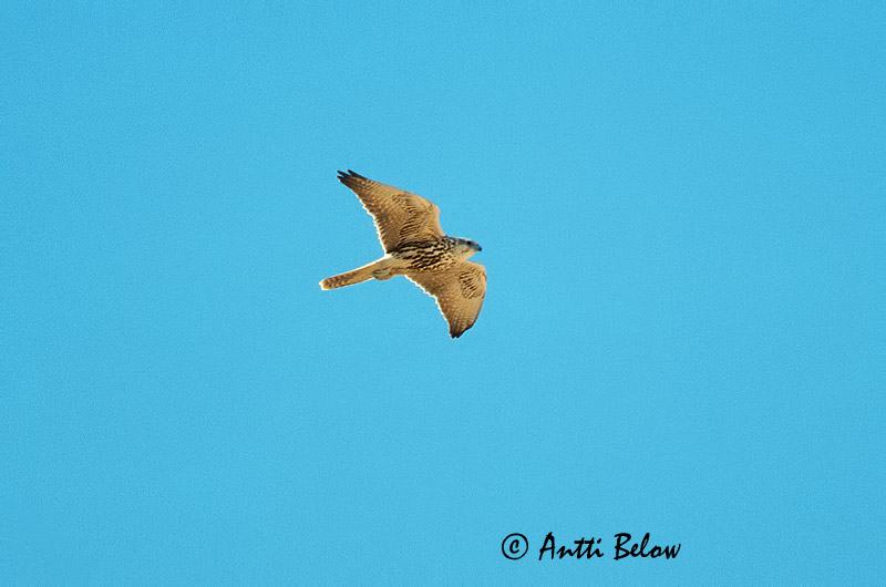 Avainsanat: Slagfalk Sakervalk Saker Falcon Aavikkohaukka Faucon sacre Würgfalke Kerecsensólyom Vargfálki Sacro Tartarfalk Falcão-sacre Falco cherrug Halcón Sacre Tatarfalk