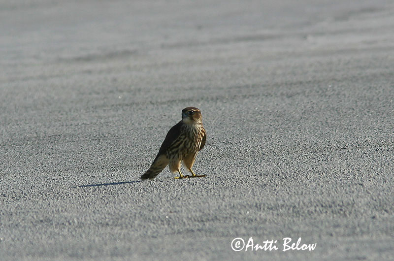 Avainsanat: Esmerla Dværgfalk Smelleken Merlin Väikepistrik Ampuhaukka Faucon émerillon Kis sólyom Smyrill Smeriglio Dvergfalk Esmerilhão Falco columbarius Esmerejón Stenfalk