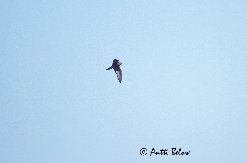 Avainsanat: Falcó de la reina Eleonorafalk Eleonora's valk Eleonora's Falcon Välimerenhaukka Faucon d'Eléonore Eleonorenfalke Eleonóra-sólyom Eyfálki Falco della regina Leonorafalk Falcão-da-rainha Falco eleonorae Halcón de Eleonora Eleonorafalk
