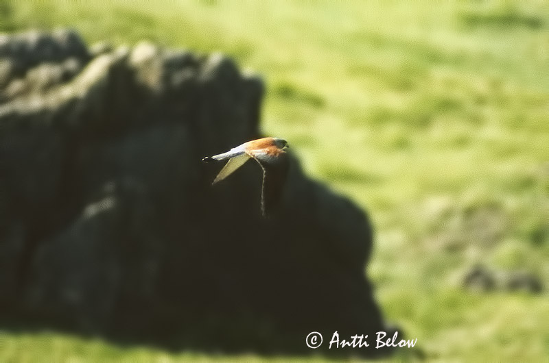 Avainsanat: Xoriguer petit Lille tårnfalk Kleine torenvalk Lesser Kestrel Pikkutuulihaukka Faucon crécerellette Rötelfalke Fehérkarmú vércse Kliðfálki Grillaio Rødfalk Peneireiro-das-torres Falco naumanni Cernícalo Primilla Rödfalk