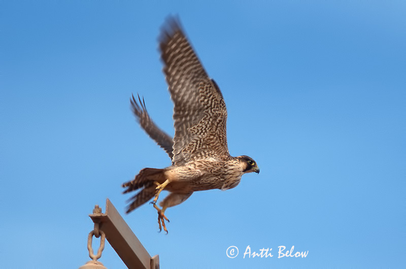 Avainsanat: Falco berber Barbarijse valk Barbary Falcon Faucon de Barbarie Wüstenfalke Falcone di Barberia Berberfalk Falco pelegrinoides Halcón Tagarote Berberfalk Arabihaukka