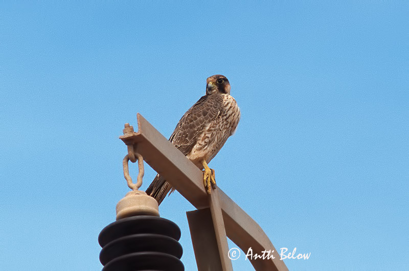 Avainsanat: Falco berber Barbarijse valk Barbary Falcon Faucon de Barbarie Wüstenfalke Falcone di Barberia Berberfalk Falco pelegrinoides Halcón Tagarote Berberfalk Arabihaukka