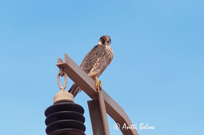 Avainsanat: Falco berber Barbarijse valk Barbary Falcon Faucon de Barbarie Wüstenfalke Falcone di Barberia Berberfalk Falco pelegrinoides Halcón Tagarote Berberfalk Arabihaukka