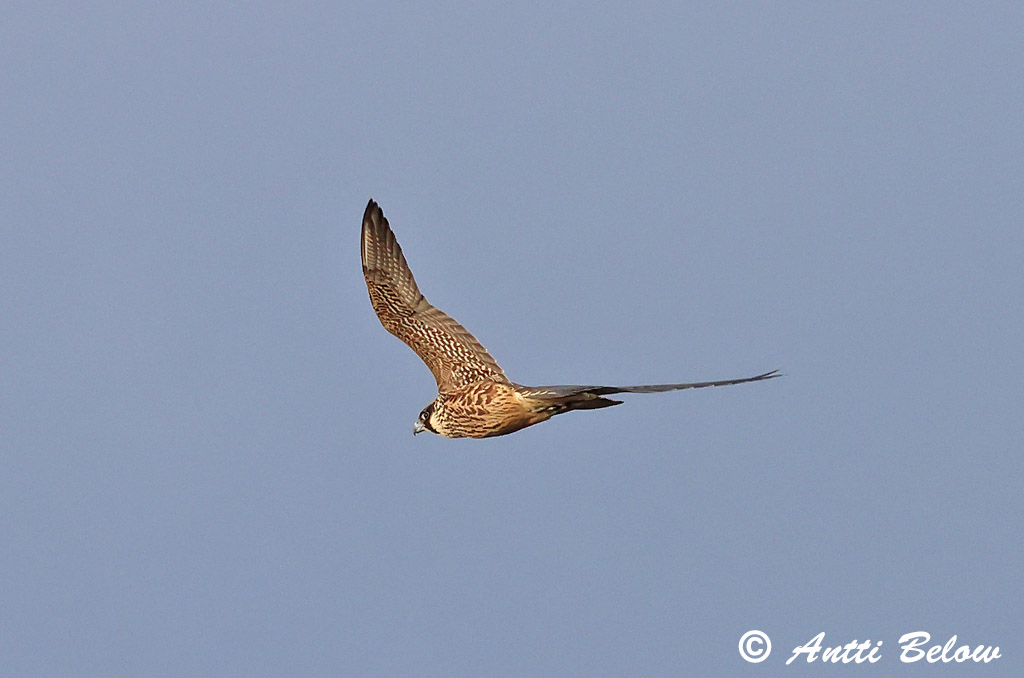 Kirkkonummi Rönnskär 10/2025
Avainsanat: Falcó pelegrí Vandrefalk Slechtvalk Peregrine Falcon Rabapistrik Muuttohaukka Faucon pèlerin Wanderfalke Vándorsólyom Förufálki Pellegrino Vandrefalk Falcão-peregrino Falco peregrinus Halcón Peregrino Pilgrimsfalk