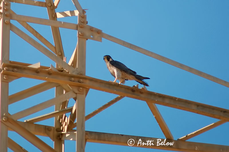Avainsanat: Falcó pelegrí Vandrefalk Slechtvalk Peregrine Falcon Rabapistrik Muuttohaukka Faucon pèlerin Wanderfalke Vándorsólyom Förufálki Pellegrino Vandrefalk Falcão-peregrino Falco peregrinus Halcón Peregrino Pilgrimsfalk