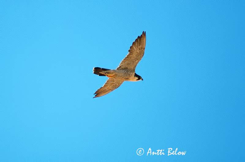 Avainsanat: Falcó pelegrí Vandrefalk Slechtvalk Peregrine Falcon Rabapistrik Muuttohaukka Faucon pèlerin Wanderfalke Vándorsólyom Förufálki Pellegrino Vandrefalk Falcão-peregrino Falco peregrinus Halcón Peregrino Pilgrimsfalk