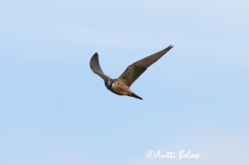 Avainsanat: Falcó pelegrí Vandrefalk Slechtvalk Peregrine Falcon Rabapistrik Muuttohaukka Faucon pèlerin Wanderfalke Vándorsólyom Förufálki Pellegrino Vandrefalk Falcão-peregrino Falco peregrinus Halcón Peregrino Pilgrimsfalk