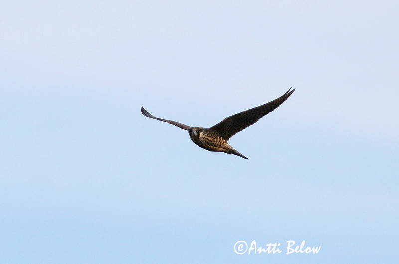 Avainsanat: Falcó pelegrí Vandrefalk Slechtvalk Peregrine Falcon Rabapistrik Muuttohaukka Faucon pèlerin Wanderfalke Vándorsólyom Förufálki Pellegrino Vandrefalk Falcão-peregrino Falco peregrinus Halcón Peregrino Pilgrimsfalk