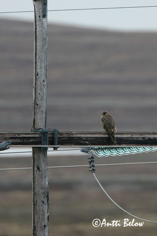 Avainsanat: Jagtfalk Giervalk Gyr Falcon Jahipistrik Tunturihaukka Faucon gerfaut Gerfalke Sarki sólyom Fálki (Valur) Girfalco d'Islanda Jaktfalk Falcão-gerifalte Falco rusticolus Halcón Gerifalte Jaktfalk
