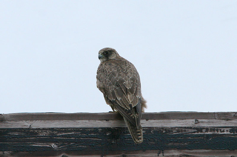 Avainsanat: Jagtfalk Giervalk Gyr Falcon Jahipistrik Tunturihaukka Faucon gerfaut Gerfalke Sarki sólyom Fálki (Valur) Girfalco d'Islanda Jaktfalk Falcão-gerifalte Falco rusticolus Halcón Gerifalte Jaktfalk