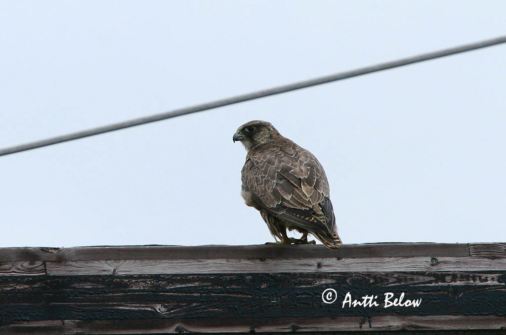 Avainsanat: Jagtfalk Giervalk Gyr Falcon Jahipistrik Tunturihaukka Faucon gerfaut Gerfalke Sarki sólyom Fálki (Valur) Girfalco d'Islanda Jaktfalk Falcão-gerifalte Falco rusticolus Halcón Gerifalte Jaktfalk