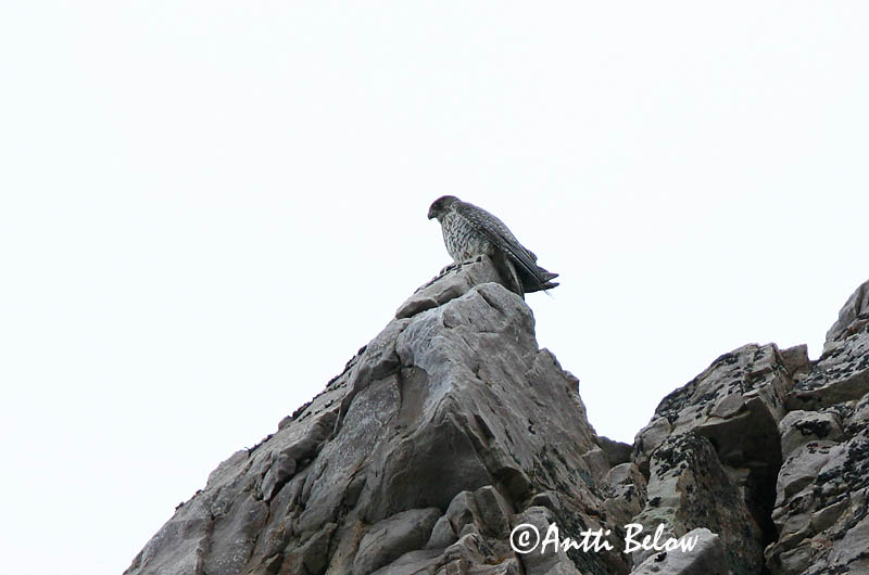 Avainsanat: Jagtfalk Giervalk Gyr Falcon Jahipistrik Tunturihaukka Faucon gerfaut Gerfalke Sarki sólyom Fálki (Valur) Girfalco d'Islanda Jaktfalk Falcão-gerifalte Falco rusticolus Halcón Gerifalte Jaktfalk