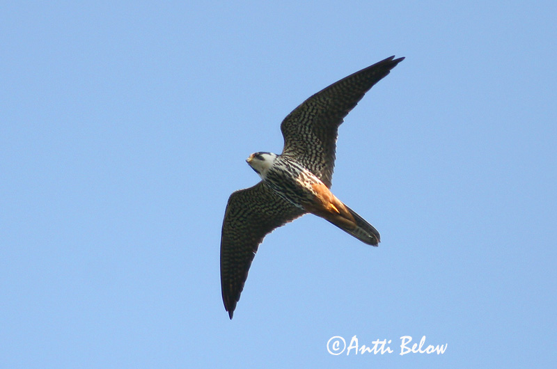 Avainsanat: Falcó mostatxut Lærkefalk Boomvalk Eurasian Hobby Lõopistrik Nuolihaukka Faucon hobereau Baumfalke Kabasólyom Gunnfálki Lodolaio Lerkefalk Ógea Falco subbuteo Alcotán Europeo Lärkfalk