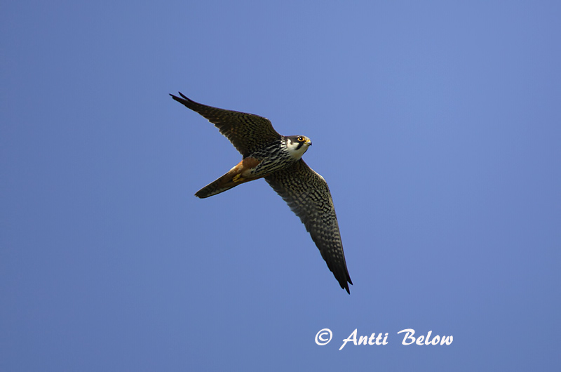 Avainsanat: Falcó mostatxut Lærkefalk Boomvalk Eurasian Hobby Lõopistrik Nuolihaukka Faucon hobereau Baumfalke Kabasólyom Gunnfálki Lodolaio Lerkefalk Ógea Falco subbuteo Alcotán Europeo Lärkfalk