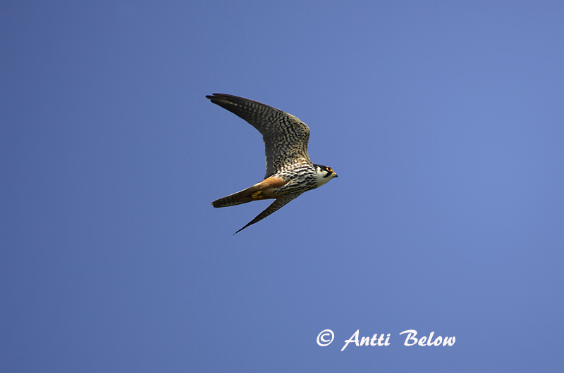 Avainsanat: Falcó mostatxut Lærkefalk Boomvalk Eurasian Hobby Lõopistrik Nuolihaukka Faucon hobereau Baumfalke Kabasólyom Gunnfálki Lodolaio Lerkefalk Ógea Falco subbuteo Alcotán Europeo Lärkfalk