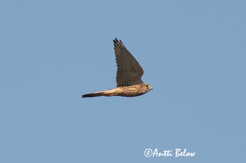 Avainsanat: Xoriguer comú Tårnfalk Torenvalk Common Kestrel Tuuletallaja Tuulihaukka Faucon crécerelle Turmfalke Vörös vércse Turnfálki Gheppio Tårnfalk Peneireiro-vulgar Falco tinnunculus Cernícalo Vulgar Tornfalk