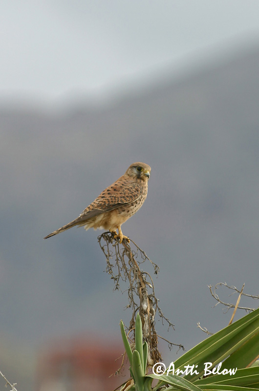 Avainsanat: Xoriguer comú Tårnfalk Torenvalk Common Kestrel Tuuletallaja Tuulihaukka Faucon crécerelle Turmfalke Vörös vércse Turnfálki Gheppio Tårnfalk Peneireiro-vulgar Falco tinnunculus Cernícalo Vulgar Tornfalk