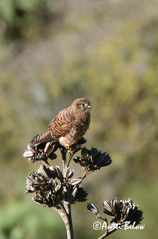 Avainsanat: Xoriguer comú Tårnfalk Torenvalk Common Kestrel Tuuletallaja Tuulihaukka Faucon crécerelle Turmfalke Vörös vércse Turnfálki Gheppio Tårnfalk Peneireiro-vulgar Falco tinnunculus Cernícalo Vulgar Tornfalk