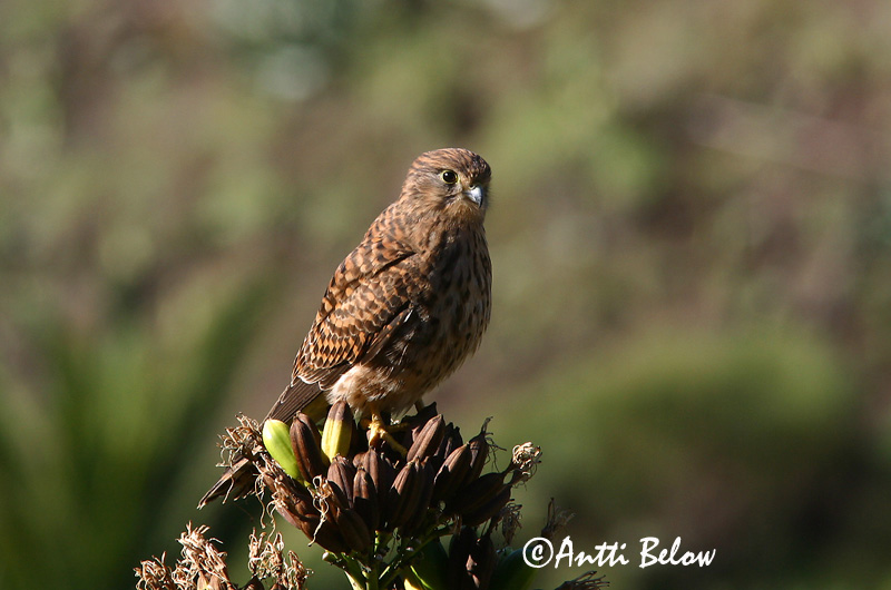 Avainsanat: Xoriguer comú Tårnfalk Torenvalk Common Kestrel Tuuletallaja Tuulihaukka Faucon crécerelle Turmfalke Vörös vércse Turnfálki Gheppio Tårnfalk Peneireiro-vulgar Falco tinnunculus Cernícalo Vulgar Tornfalk