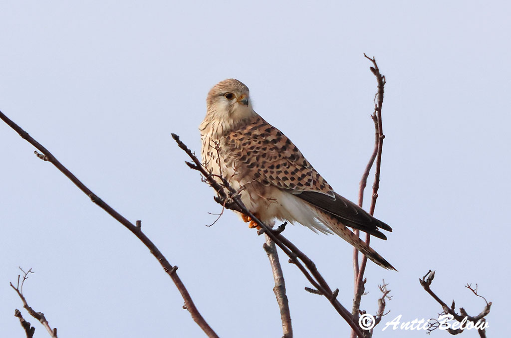 Signilskär 4/2025
Avainsanat: Xoriguer comú Tårnfalk Torenvalk Common Kestrel Tuuletallaja Tuulihaukka Faucon crécerelle Turmfalke Vörös vércse Turnfálki Gheppio Tårnfalk Peneireiro-vulgar Falco tinnunculus Cernícalo Vulgar Tornfalk