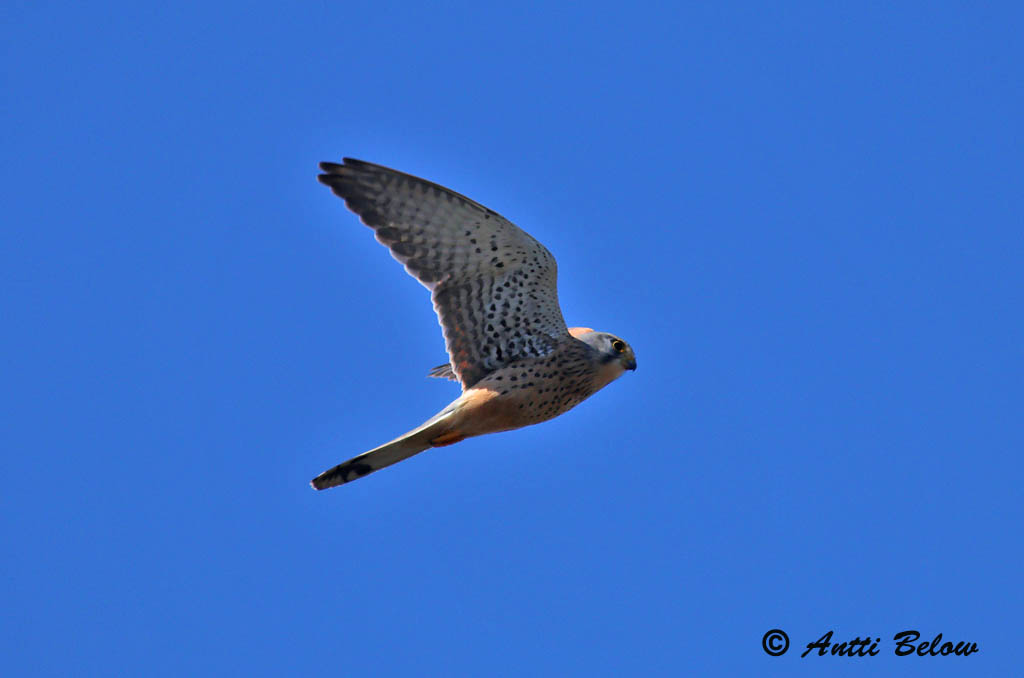 Avainsanat: Xoriguer comú Tårnfalk Torenvalk Common Kestrel Tuuletallaja Tuulihaukka Faucon crécerelle Turmfalke Vörös vércse Turnfálki Gheppio Tårnfalk Peneireiro-vulgar Falco tinnunculus Cernícalo Vulgar Tornfalk